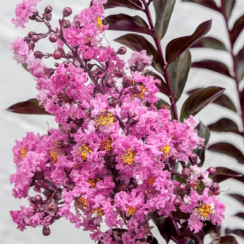 Lagerstroemia - indica - Fuchsia - COV